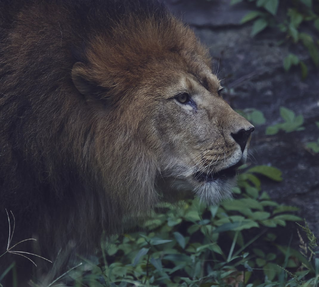 ライオン Panthera leo