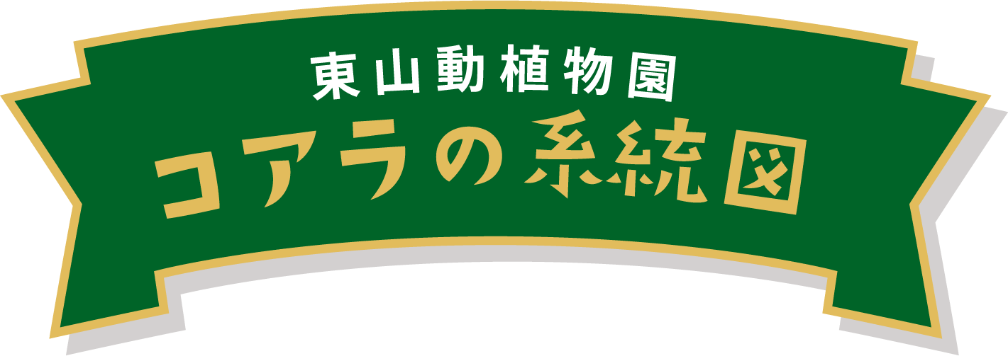 東山動植物園 コアラの系統図