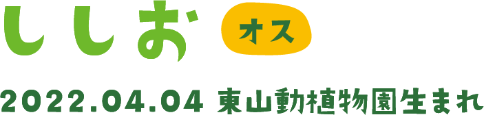 ししお オス 2022.04.04 東山動植物園生まれ